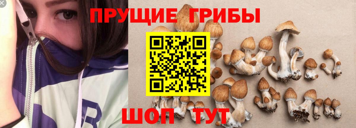 Псилоцибиновые грибы Magic Shrooms  Вход с VPN  Избербаш  Галлюциногенные грибы Psilocybine cubensis 